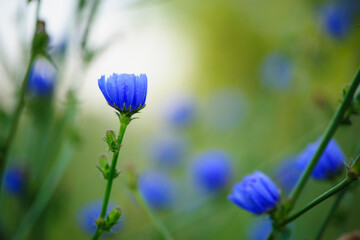 Cichorium. blue wildflowers, natural floral background. Wild chicory flowers, close-up, blurred...