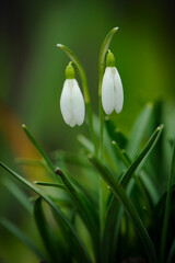 spring forest flower delicate snowdrop. First young snowdrops have already blossomed in the forest. Beautiful white flower as a symbol of spring close up. Wild sprouts in woods