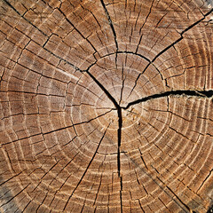 Fototapeta premium Weathered old wooden surface texture