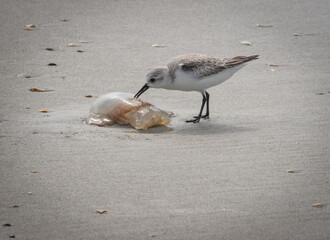 Elegant tern on water of a beach