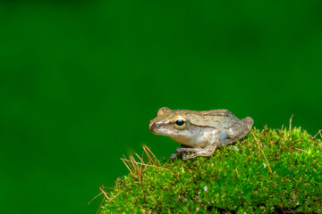 frog on the grass