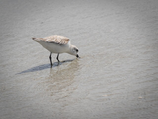 Cute little Sandpipper bird on a beach