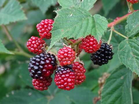 MORAS. 