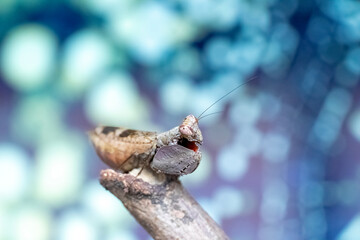 grasshopper on a branch
