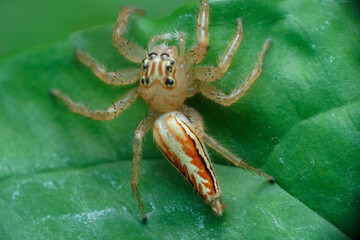 spider on a leaf