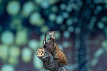 butterfly on leaf