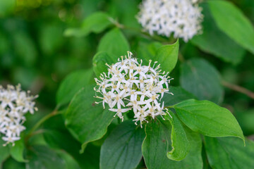 Cornus sanguinea (bloody dogwood)