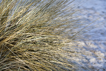 Grass in wind