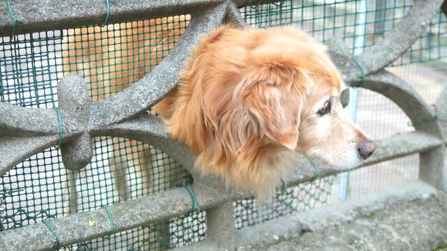 detail oa dog in a garden