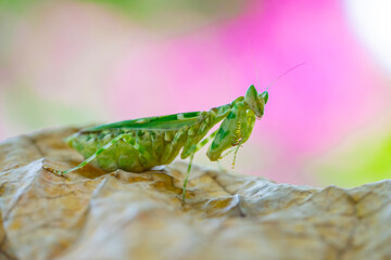green caterpillar on a leaf