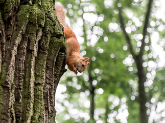 Fototapeta premium Cute young red squirrel climbing trees, eating, looking around.