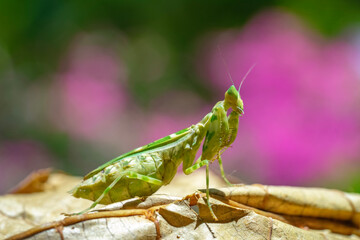 grasshopper on a leaf