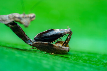 close up of a wasp