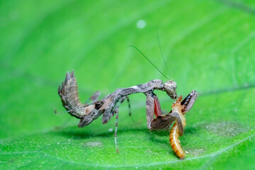 spider on a leaf