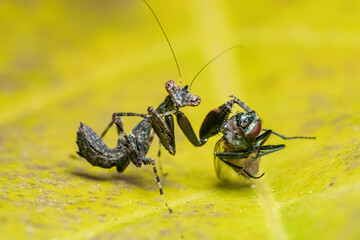 spider on a leaf