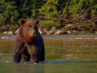 Obraz na płótnie Canvas Brown Bear wading in search of Salmon in Lake Clark National Park.