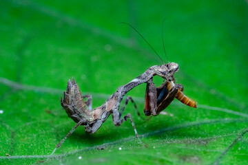 spider on a leaf