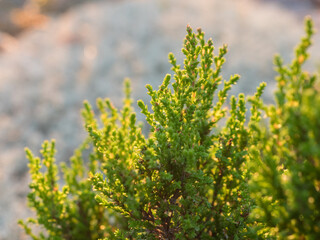 Heather plant leaves