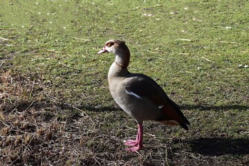 Egipskie gesi © Iwona