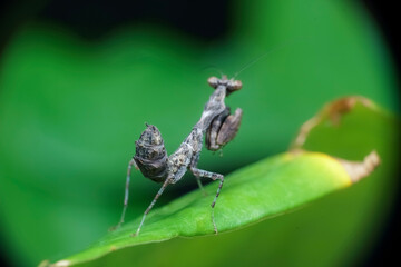 spider on a leaf