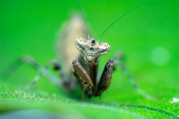 grasshopper on the grass