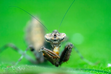 grasshopper on a leaf