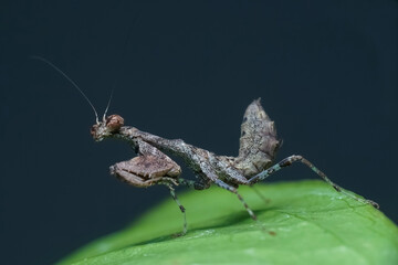 green praying mantis