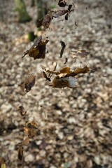 Fällende Blätter im Wald