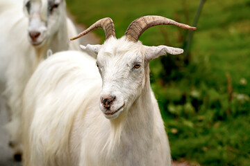 Naklejka na ściany i meble White long haired goat with horns and beard.