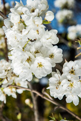 Spring trees with blossom flowers. Beautiful background. Blooming tree at sunny spring day. Spring flowers. Abstract blurred background. Springtime
