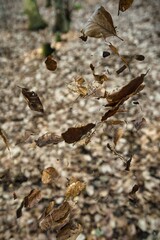 Fällende Blätter im Wald