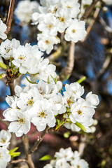 Spring trees with blossom flowers. Beautiful background. Blooming tree at sunny spring day. Spring flowers. Abstract blurred background. Springtime
