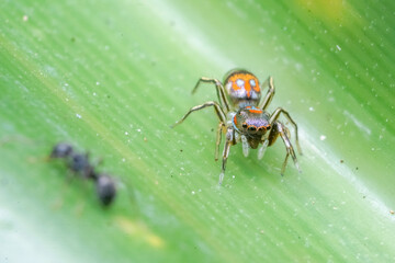 spider on a leaf