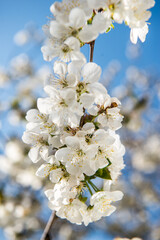 Spring trees with blossom flowers. Beautiful background. Blooming tree at sunny spring day. Spring flowers. Abstract blurred background. Springtime
