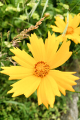 Bright yellow flowers of yellow tickseed, lance-leaved coreopsis (Coreopsis lanceolata). close-up. home hobby gardening
