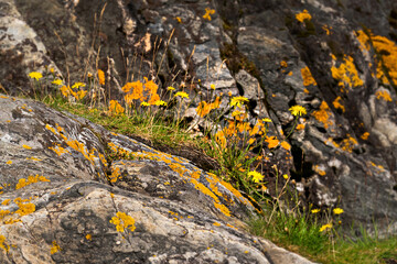 stones  covered with moss and yellow flowers.