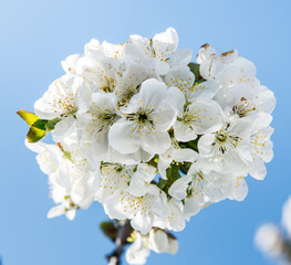 Spring trees with blossom flowers. Beautiful background. Blooming tree at sunny spring day. Spring flowers. Abstract blurred background. Springtime
