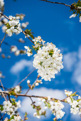 Spring trees with blossom flowers. Beautiful background. Blooming tree at sunny spring day. Spring flowers. Abstract blurred background. Springtime
