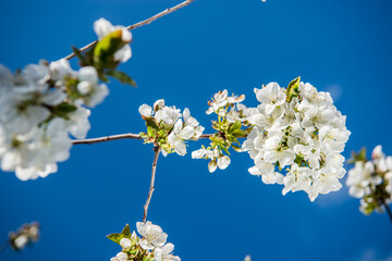 Spring trees with blossom flowers. Beautiful background. Blooming tree at sunny spring day. Spring flowers. Abstract blurred background. Springtime
