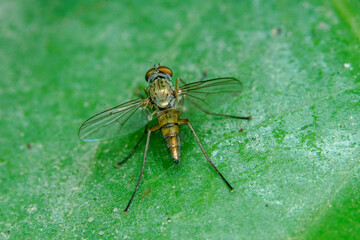 fly on leaf