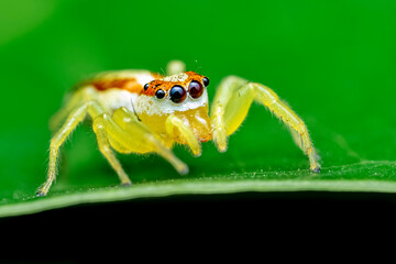 spider on a leaf