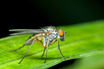 close up of a fly