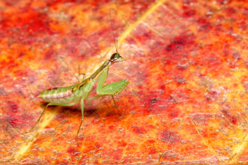 grasshopper on leaf