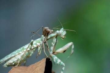 praying mantis on a leaf