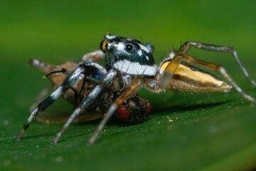 spider on a leaf