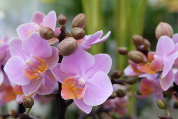 Fototapeta na wymiar Phalaenopsis mini multiflora orchid, Brother Little Amaglad cultivar, macro photography, selective focus, blurred background horizontal orientation.