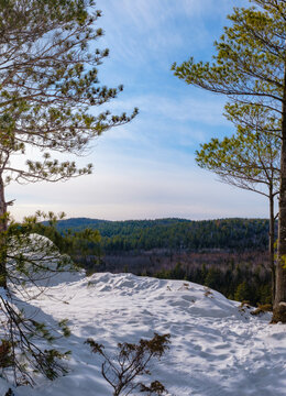 Looking out between trees at Calabogie