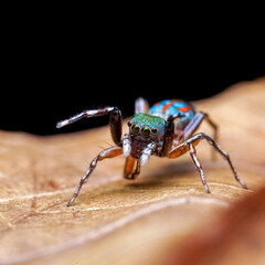 bug on a green leaf