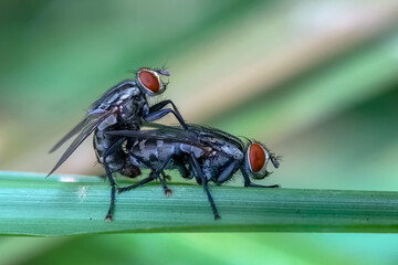 fly on leaf