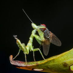 wasp on a leaf